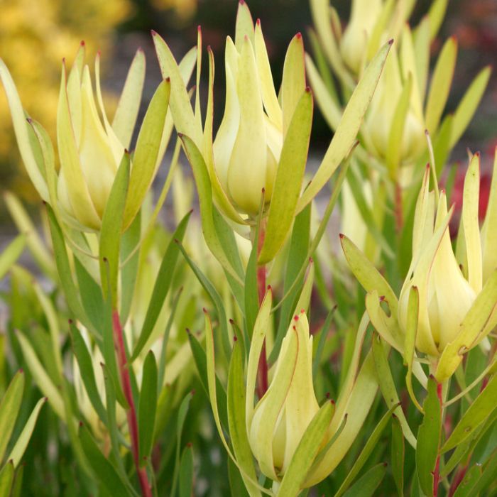 leucadendron